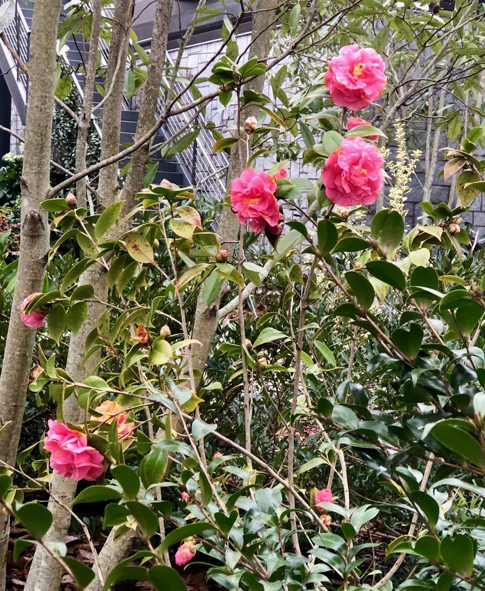 chgleader's tweet photo. Camellias blooming and a wood turtle relaxing. ABG ... signs of spring. https://t.co/wpiwEVeBHK