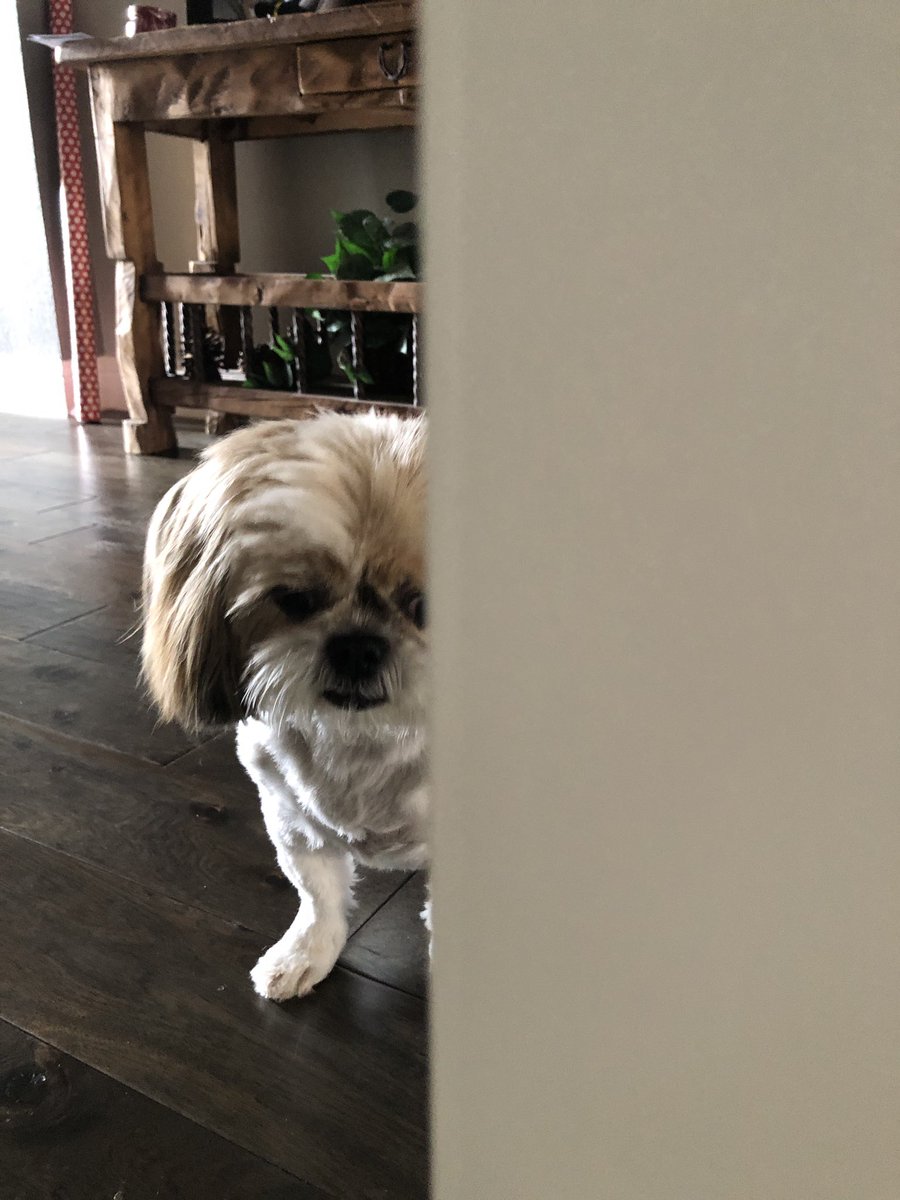 juany_arroyo's tweet photo. Had to kick my coworker out of the office.  She is way too annoying, snores too loud, she is bossy, and snaps at everyone that walks by. #coworkerproblems #doglife #WorkFromHome #bossydogs https://t.co/uo7POZSfBp