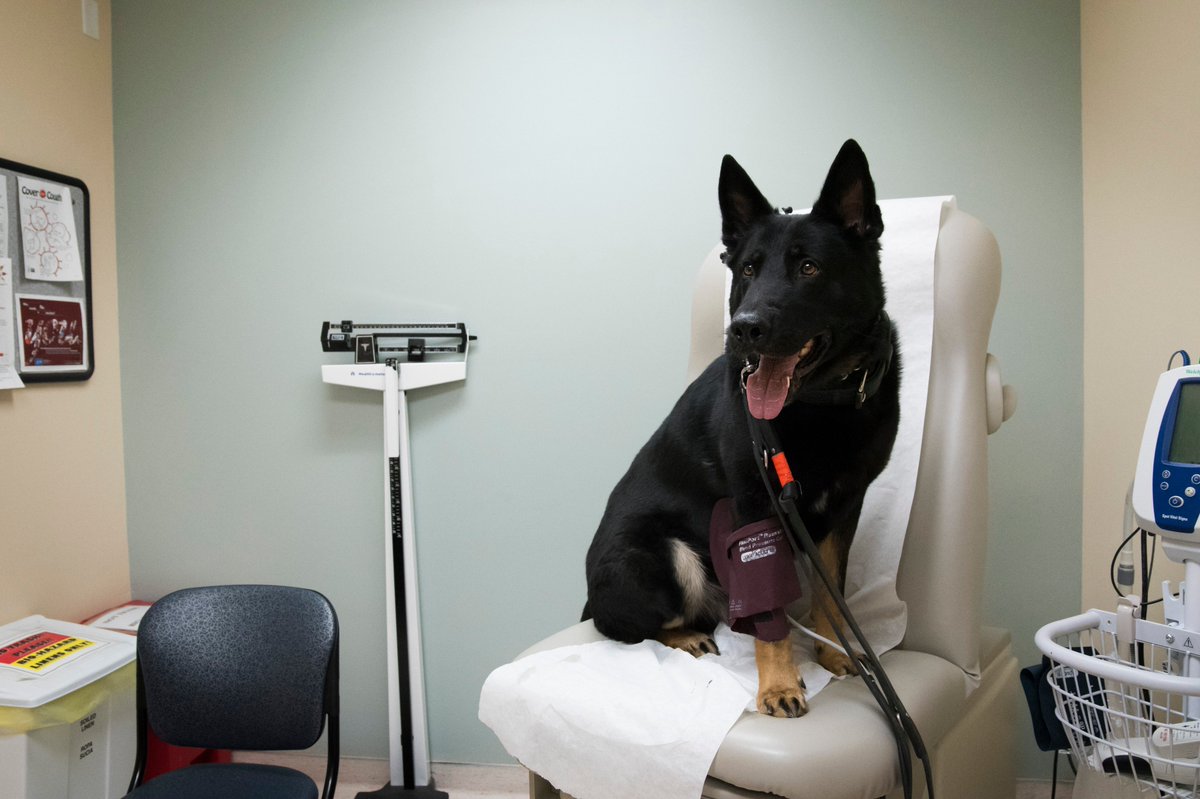 K9_Chilly's tweet image. Had the House Public Safety Corrections Subcommittee hearing at work today.  Humans talked about safety and staffing needs, educational programming, and job training.  Got a little woofed up from all the activity, had to have my blood pressure checked.  You bark and you learn!