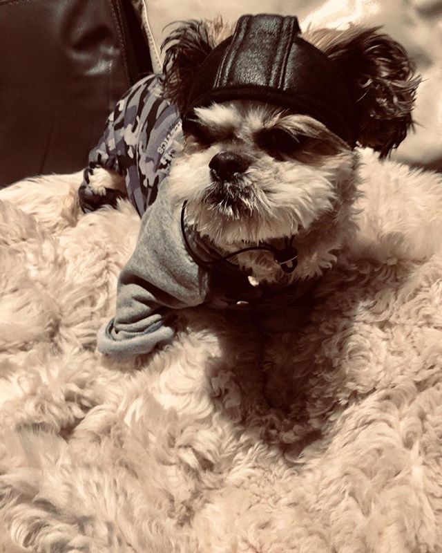 Ready to fight the cold ! Prince Louis of Tel Aviv ! Back in london !