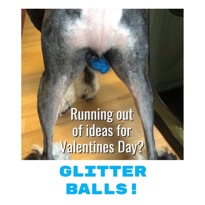 Forventer Generelt sagt Instrument KrakatoaUnderwear on Twitter: "A new trend in dog grooming, Glitter Balls.  "Nope!" or "Heck Yeah!"? https://t.co/kZLCDjOqcQ https://t.co/ztsih4D0C2" /  Twitter