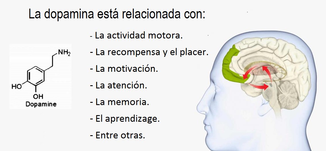 Marianela Castés on Twitter: "Podemos obtener los beneficios de la dopamina de una manera sencilla... Un estudio encuentra que escuchar la música que más te gusta hará que tu cerebro libere más