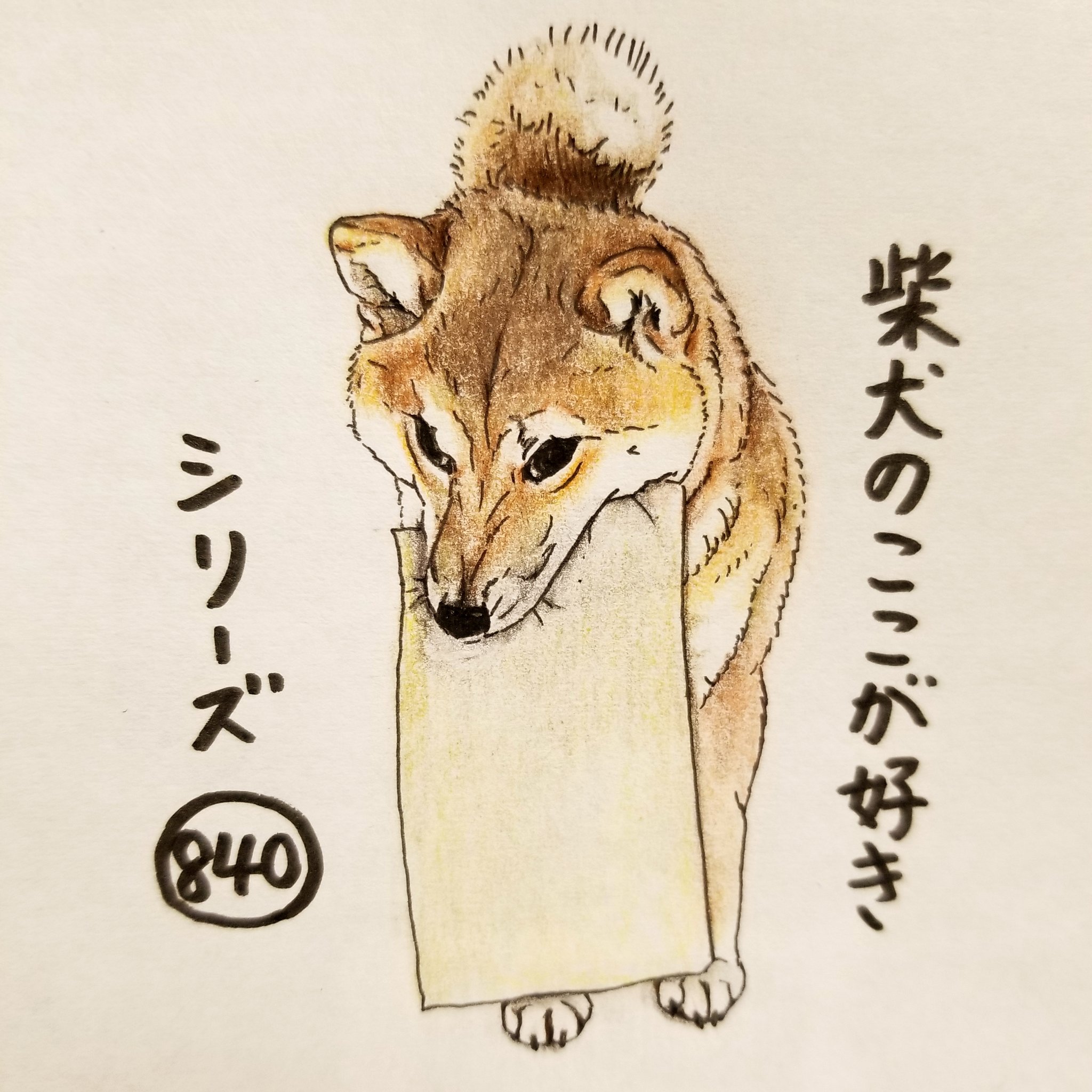 自筆の水彩色鉛筆画です 我が家の柴犬を描きました題して その寝方しんどくない Sukaldeansortzaile Com