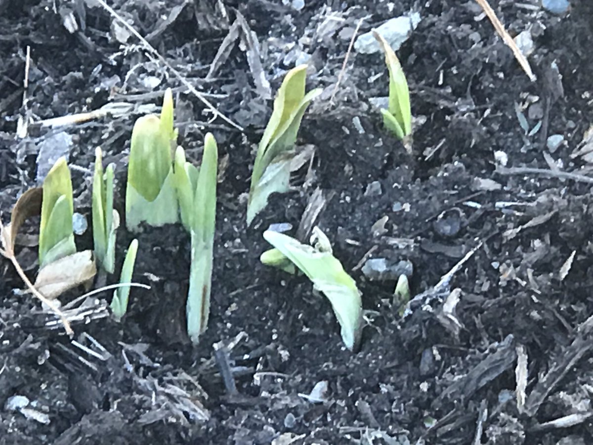 PDRennert's tweet image. A #Gardening note. This is not what you want to see your bulbs doing in February in New England.  And I have  thousands planted .... #ClimateChangeSucks #toomanyhobbies