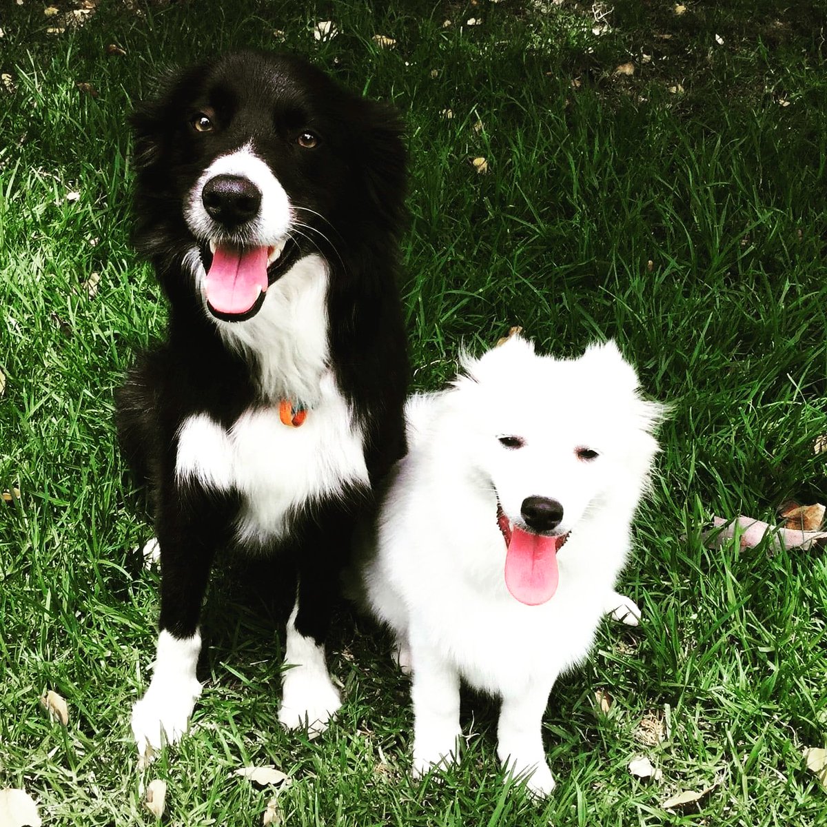 BeauSpitz's tweet photo. #ThrowbackThursday to the first time I met my best friend in the whole wide world!!!! 

#BestFriends #tbt #dogsofinstagram #dogs #bordercollie #Wolfpack #beauthespitz #Sunny https://t.co/u34YdNxxrp