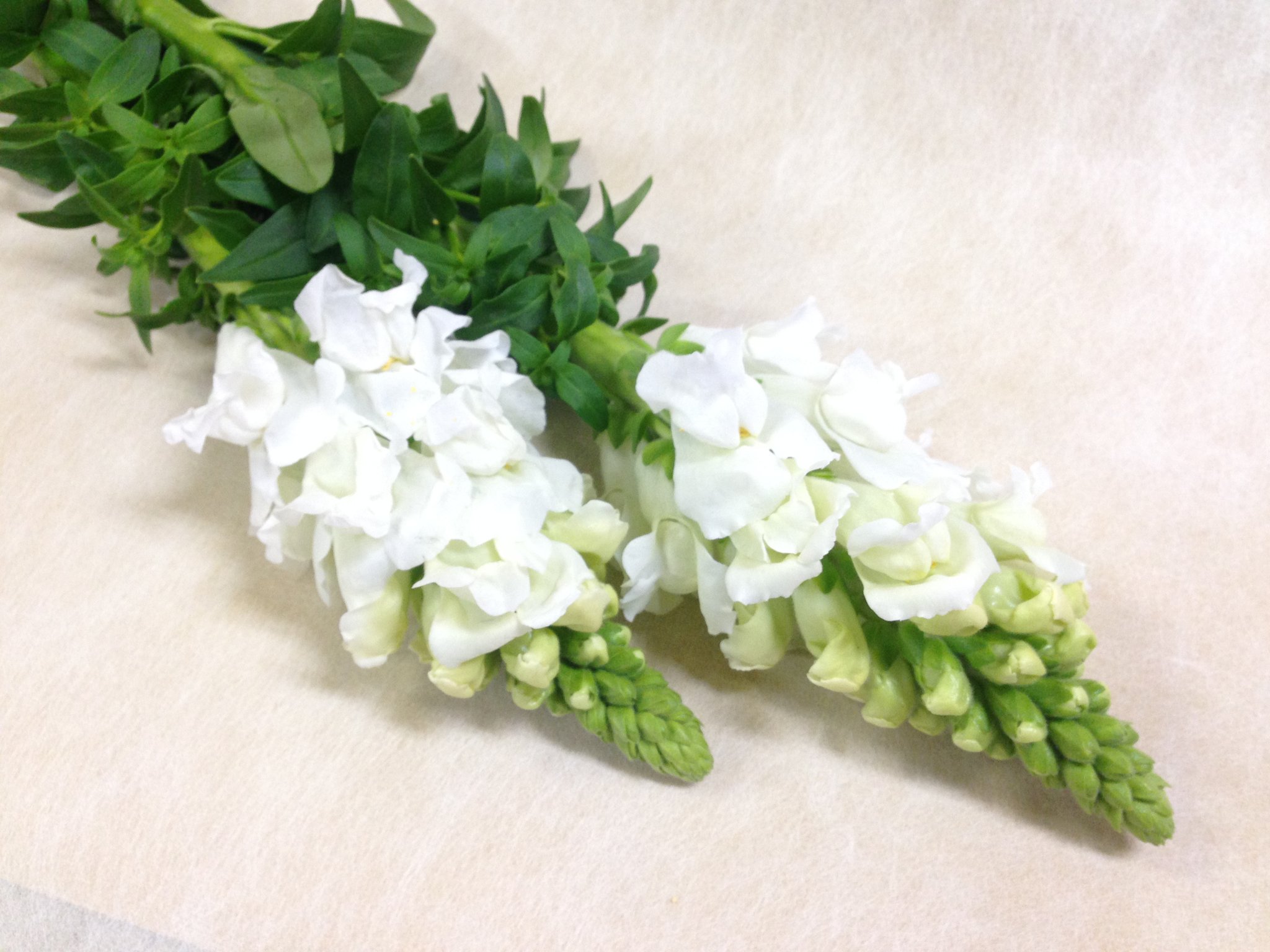 ハナラボノート キンギョソウ スナップ の花言葉 おしゃべり でしゃばり うぬぼれ 推定 英名の スナップドラゴン は 噛みつく竜 の意 花の形が口をパクパクさせているように見えることから 花言葉も連想されたものだとか