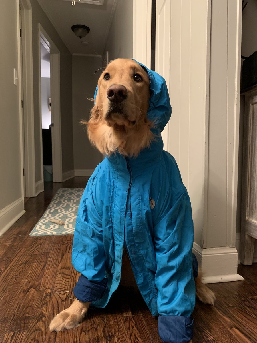 allieoop_15's tweet photo. I was supposed to go workout but instead I took pics of my dog in a raincoat https://t.co/y6GvNnNEZZ