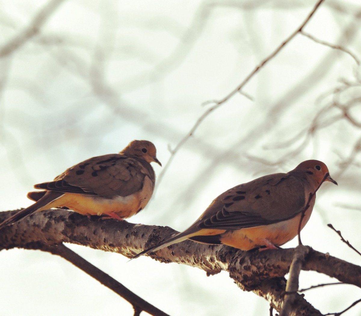wanderinglobe's tweet image. Partners for life! #mourningdove #birds @VisitNovaScotia