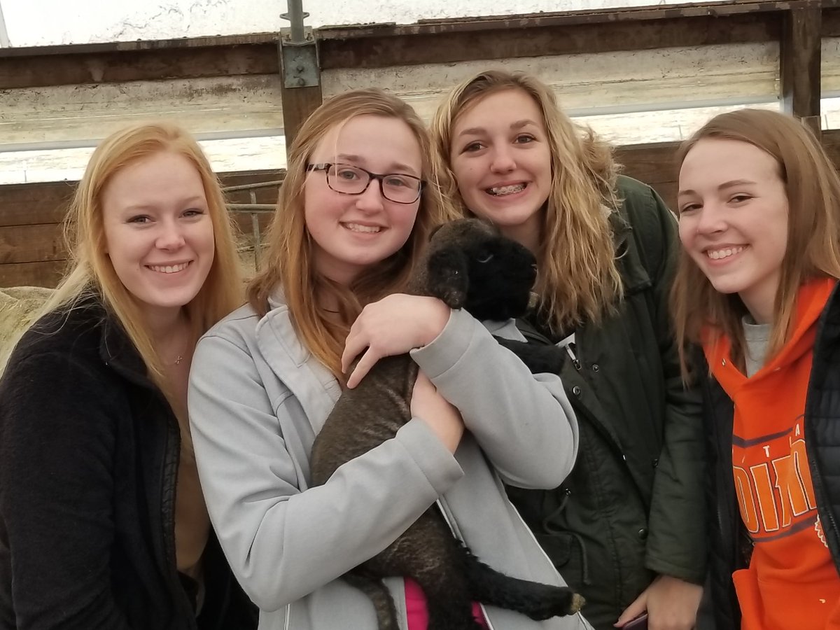 therealjfaber's tweet photo. Great trip to Davis Sheep Farm with animal science today. Learning about AI & embryo transfer in sheep and how they have developed an outstanding flock. So much expertise!! @PontiacFFA #learnbydoing #ithasatail https://t.co/YL2KpMsgXy