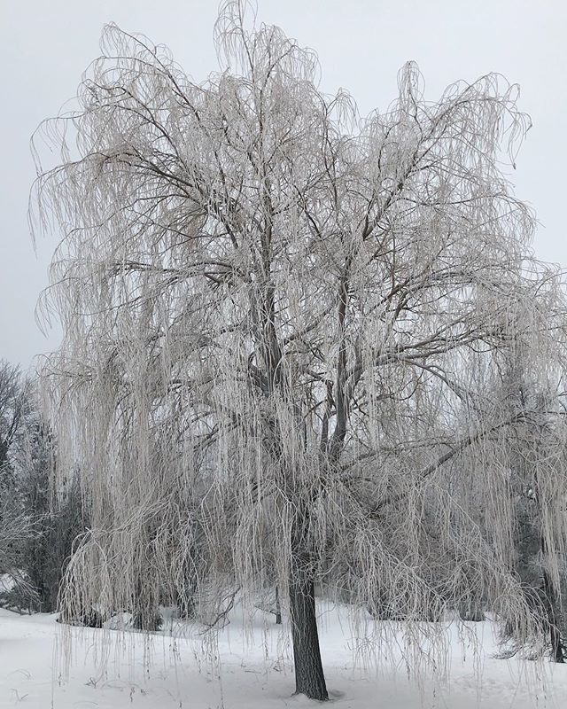fayality's tweet image. Débarquer d’un boulevard en voiture pour photographier un arbre... et tomber dans la neige 😅 Mais bon, ça a valu la peine, car c’est sérieusement le plus bel arbre que j’ai jamais vu ! #verglas bit.ly/2MS8DuG
