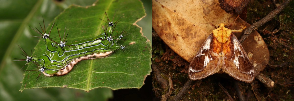   #METAMORPHOSIS - Cup   #Moth (Miresa fulgida, Limacodidae) https://flic.kr/p/2daCVtx... href=