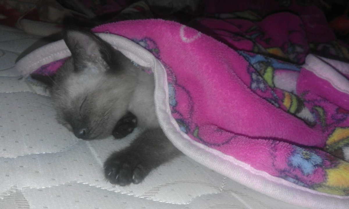 erikav1995's tweet photo. #cat_my_love https://t.co/lZg7ufIqNY