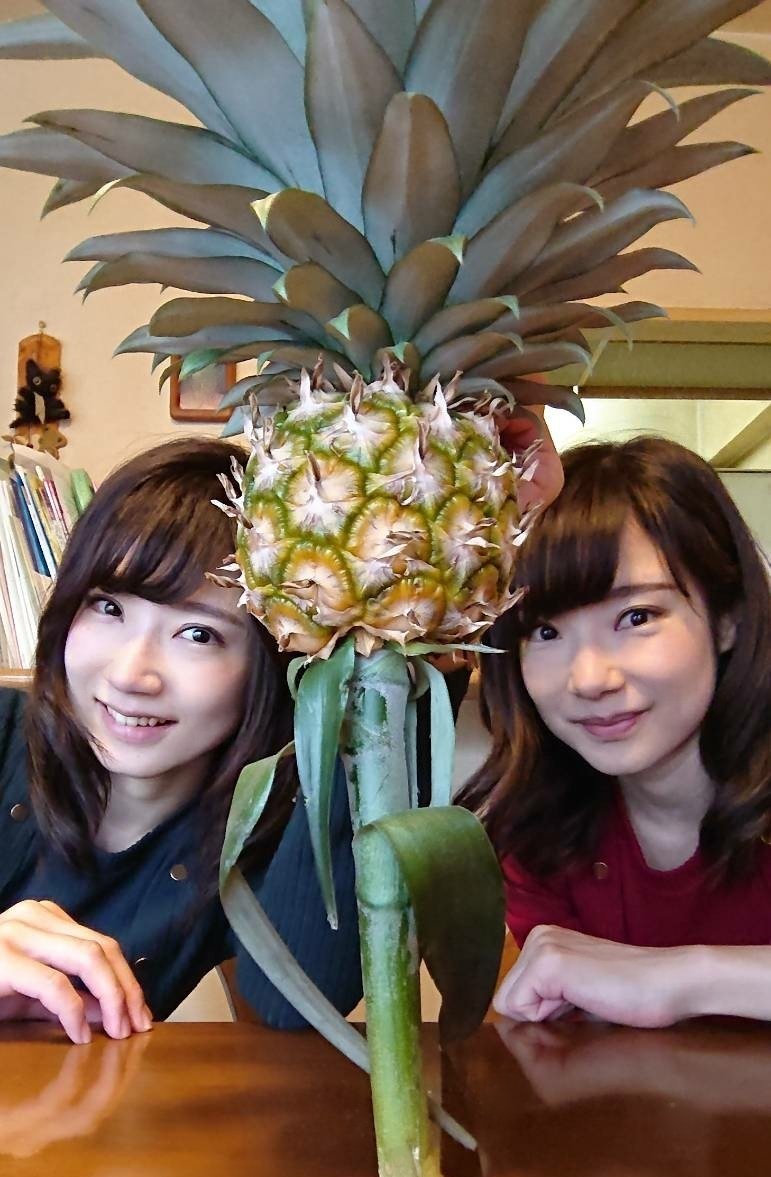 パイナップル収穫 パイナップル収穫