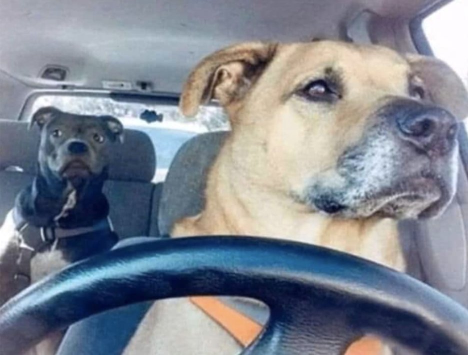 SuavesLomitos's tweet photo. me vomite en el Uber y el chofer se lo comio 

gran servicio

⭐️ ⭐️ ⭐️ ⭐️ ⭐️ https://t.co/wMWk5oWoej