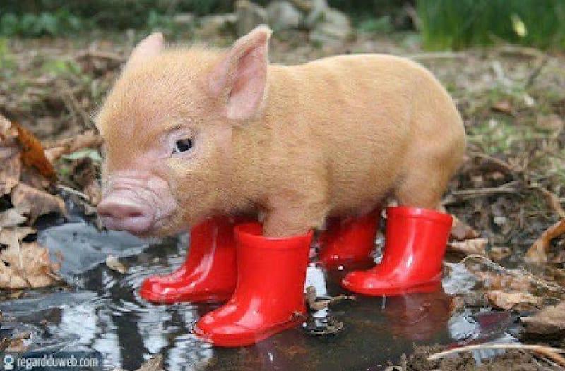 ForgetEstelle's tweet photo. GONG XI FA CAI 🐷🐷🐷! https://t.co/E7G3ZRSb17