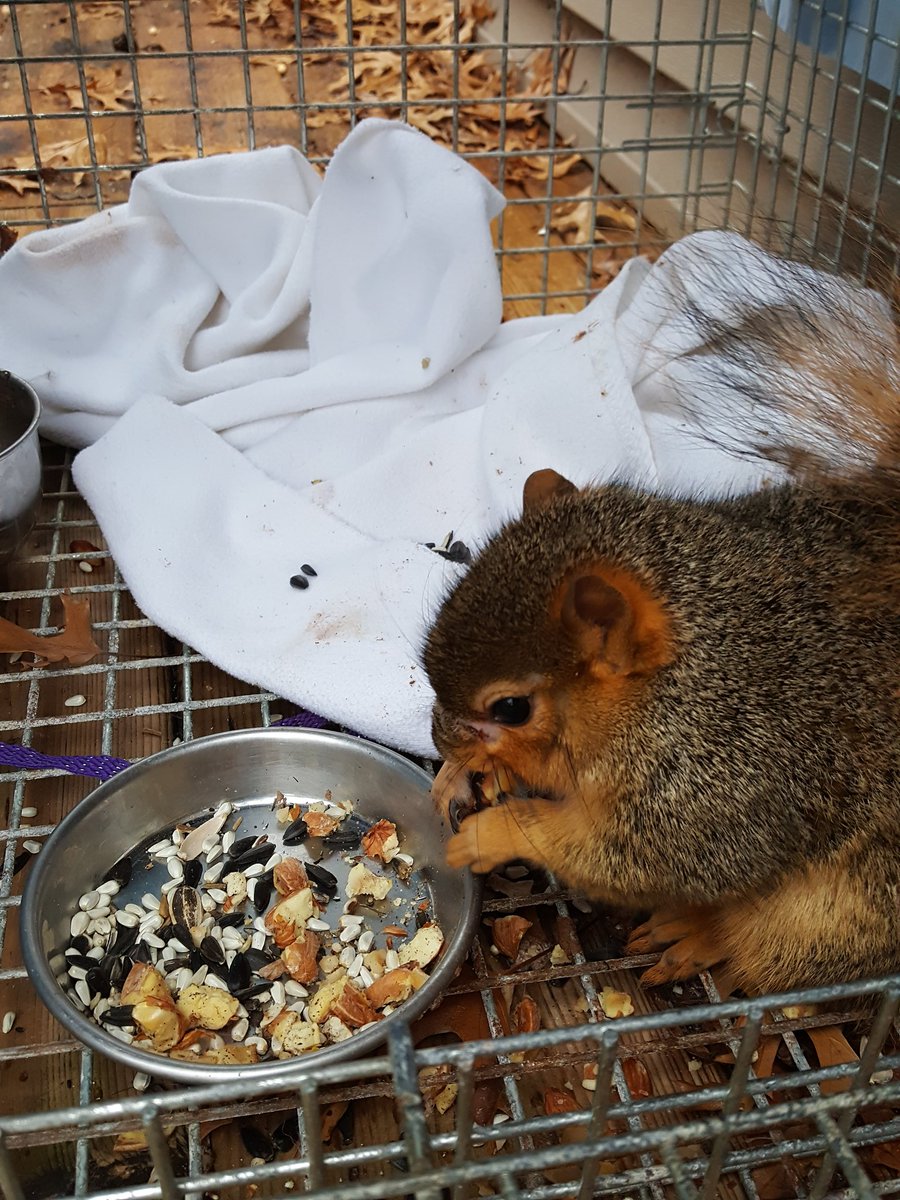DollDvm's tweet photo. "Squirrel" the squirrel 1 week after I surgically removed deformed incisors.  She lives in the wild but survives mostly on food we leave out https://t.co/nwaopd1gVP