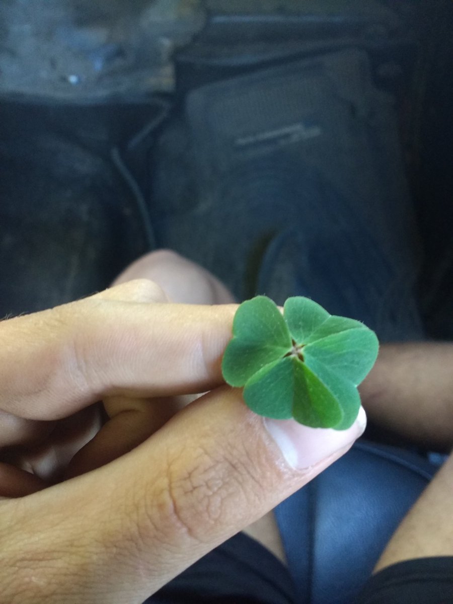 DylanEzeRamirez's tweet image. RT al 🍀 de la suerte para que te salga todo piola o sufrirás las consecuencias(? 😼