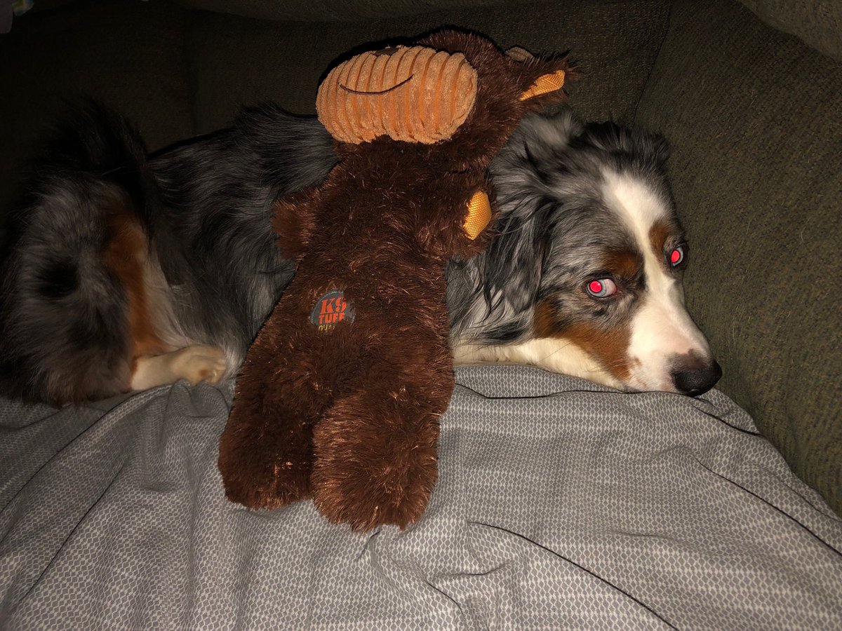 dog_cisco's tweet photo. Mom just told me school closed tomorrow due to ice I’m sad mom not https://t.co/xxM62jwSbE