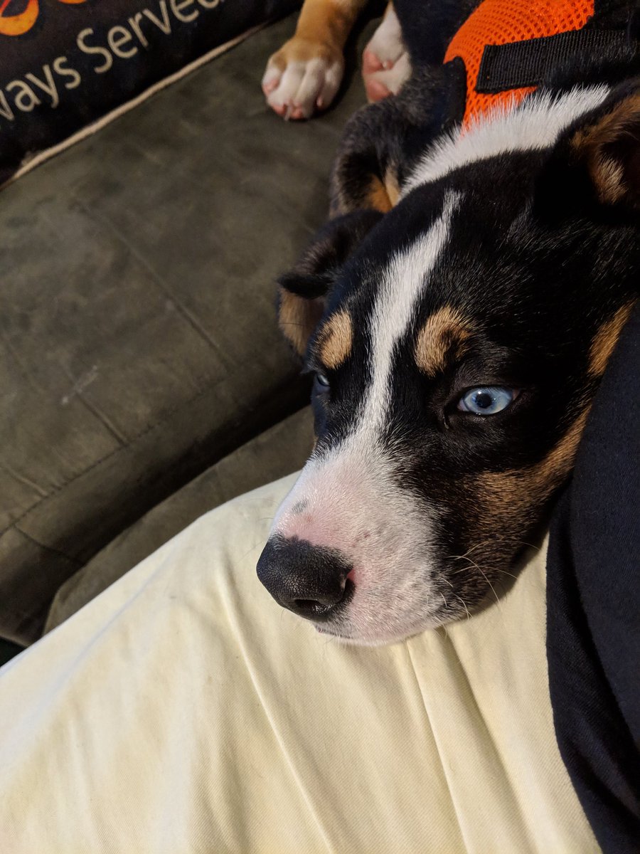 Redhat_Engineer's tweet image. He is quite literally the best decision I've been involved with since my girlfriend agreed to date me