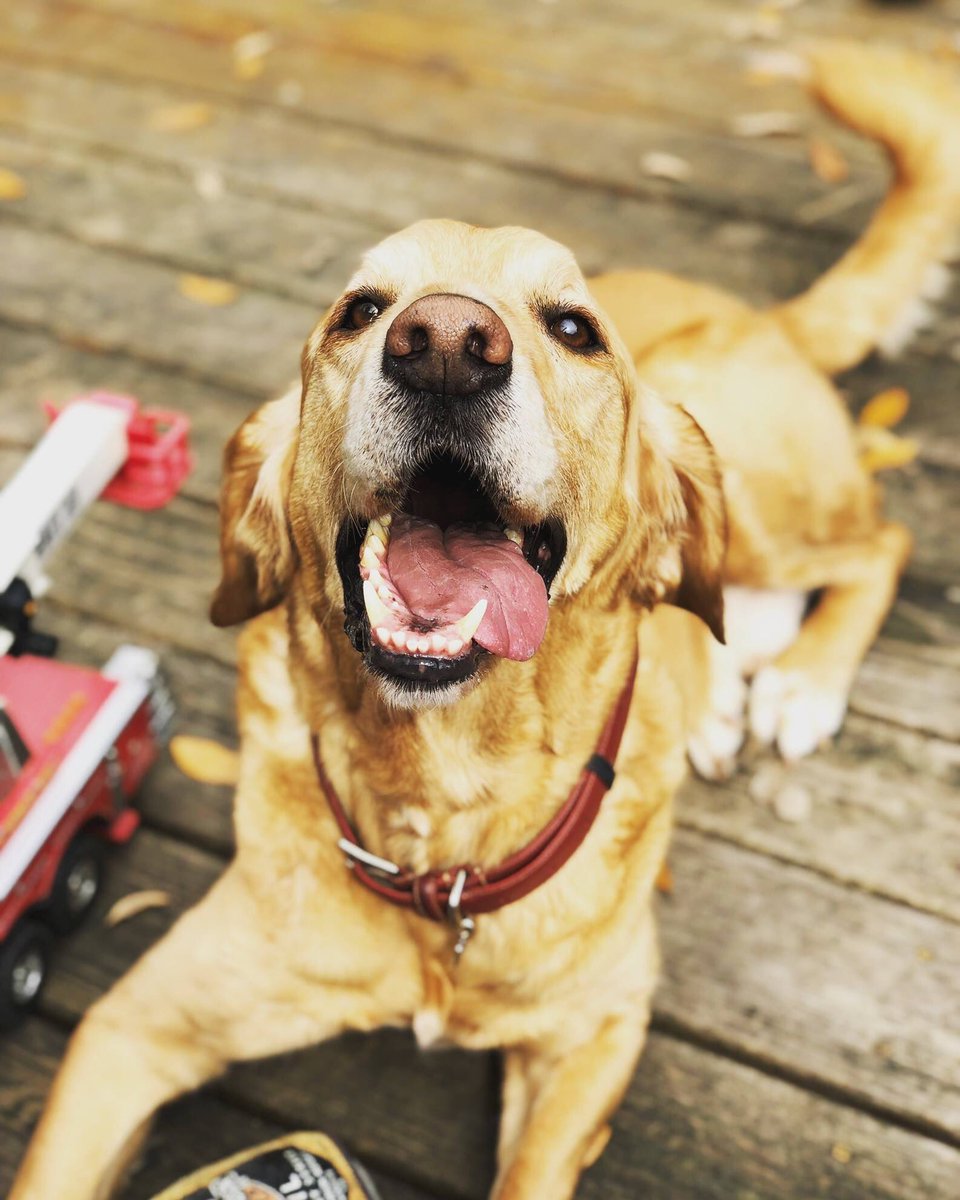 gcvspecialists's tweet image. #Cancer is hard. Butters’ cancer plan involved our #LinearAccelerator, which delivers #radiationtherapy for cancer patients with pinpoint accuracy to literally anywhere on the body. #wehatecancer #weloveButters #oncology #GCVS