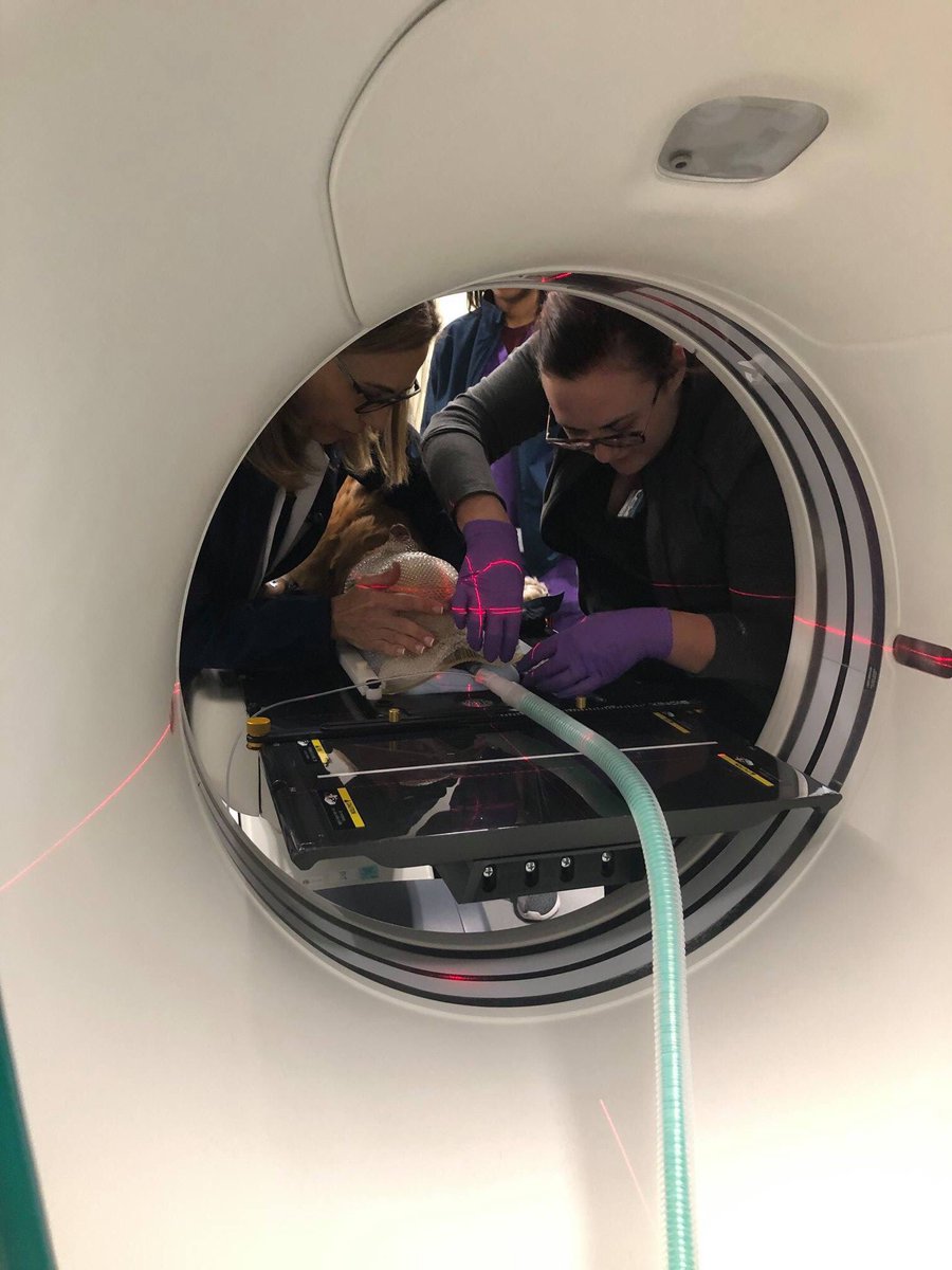 gcvspecialists's tweet image. #Cancer is hard. Butters’ cancer plan involved our #LinearAccelerator, which delivers #radiationtherapy for cancer patients with pinpoint accuracy to literally anywhere on the body. #wehatecancer #weloveButters #oncology #GCVS
