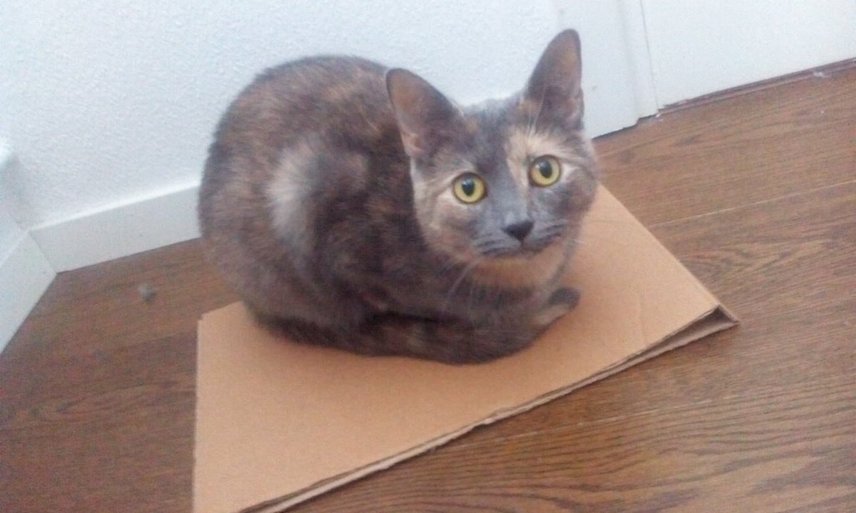 TinyDellaBean's tweet photo. Found a piece of cardboard hiding in the corner of a room. SCORE!!! https://t.co/UWWPSimUW9