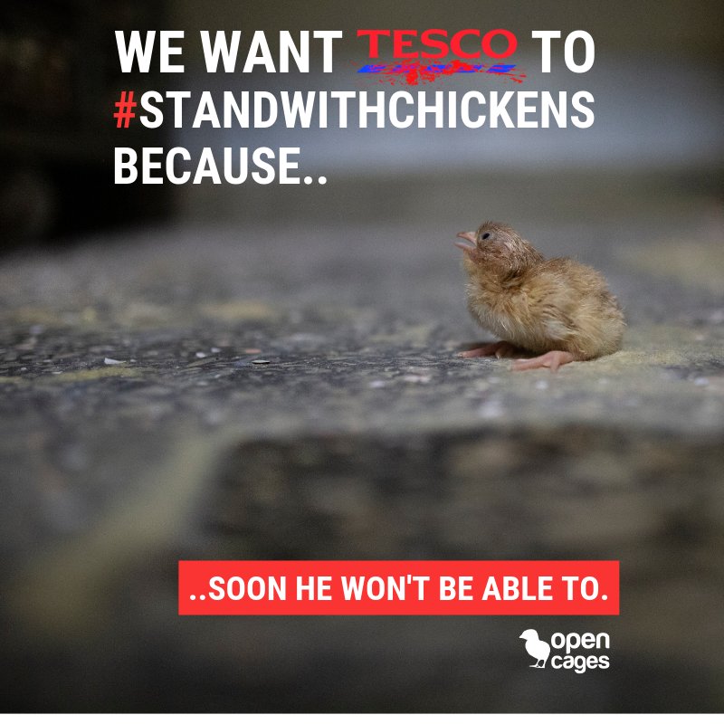 animal_lover_94's tweet photo. "I want @Tesco to #StandWithChickens because.."
Retweet and complete the sentence 🐣 https://t.co/hHz9Vt3pNt