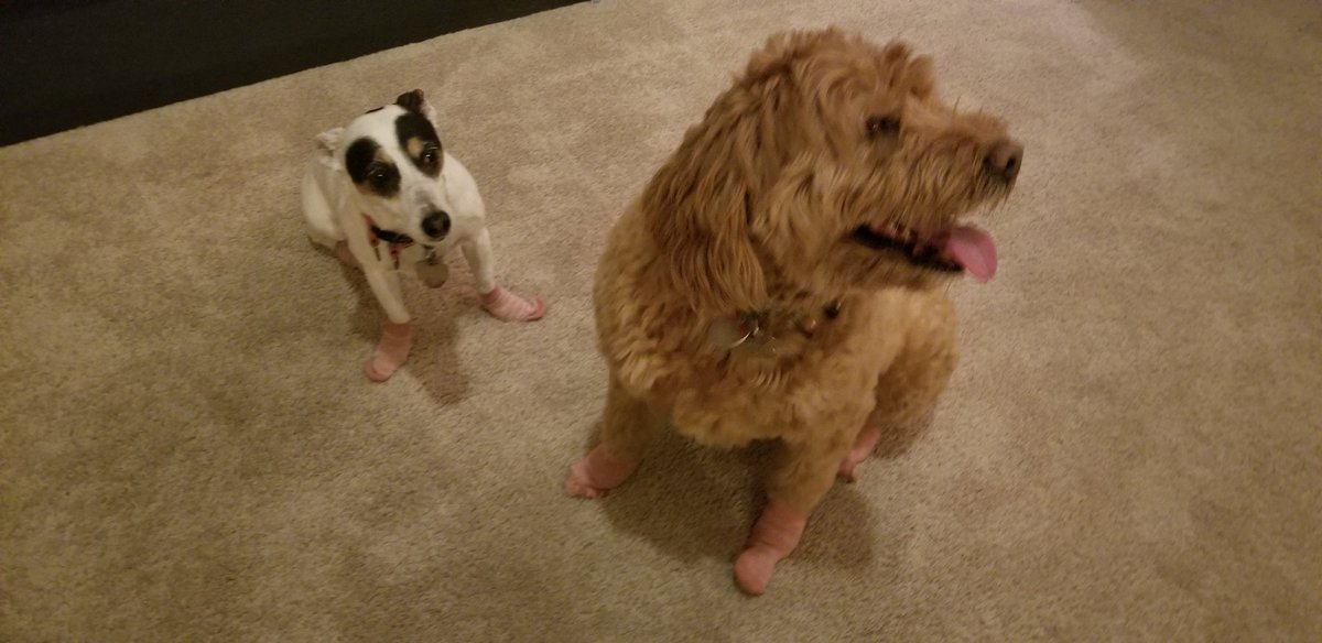 MeganReports's tweet photo. In protest of their new pink socks! They REFUSE to move. A united stance. We hear you, we love you, but we don't want you to ruin our floors. #KeepYourSocksOn ๐๐ถ https://t.co/3UXyV6RmLH