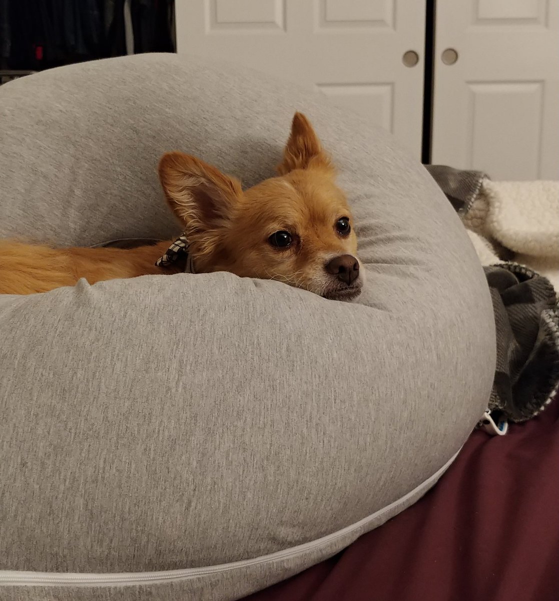 KristinKayNews's tweet photo. When I'm not sleeping, my pregnancy pillow takes on an entirely new purpose 😍 #minenow #scullyboy https://t.co/LgTXmpmQiv