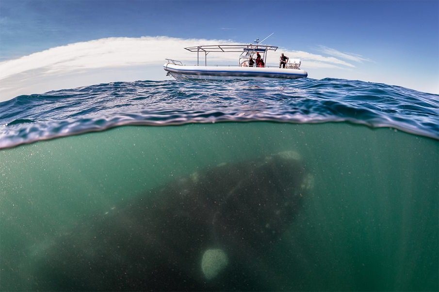 zippyman818's tweet image. An interesting angle to the "Why did medieval people draw so well?" question is, why is medieval art so often photographed or reproduced so as to highlight its perceived superiority?  #contralateral #querytip