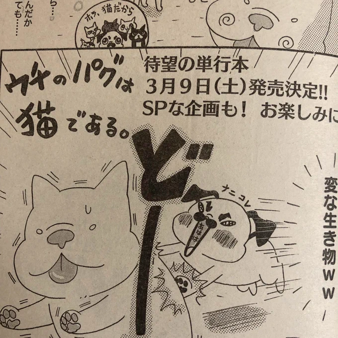 本当にあった笑える話スペシャル発売です!「ウチのパグは猫である。」略して「ウチパグ」の単行本が3月9日に発売されます!SPな企画もありますよ…!SP…スーパープレッシャー…
ど、どうぞよろしくお願いいたします‼︎ 