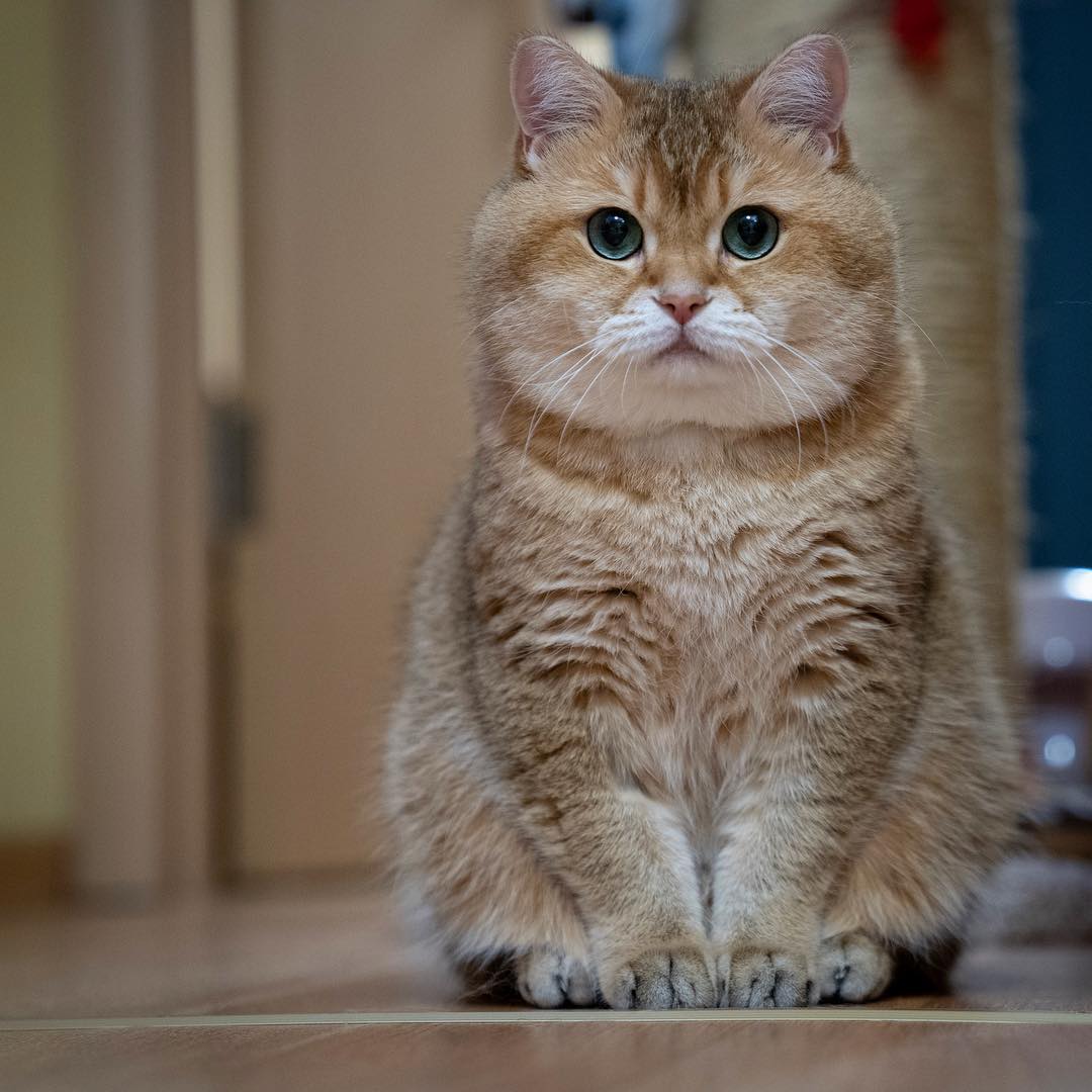 British Ronald On Twitter Hi I M Hosico Boy Breed Scottish