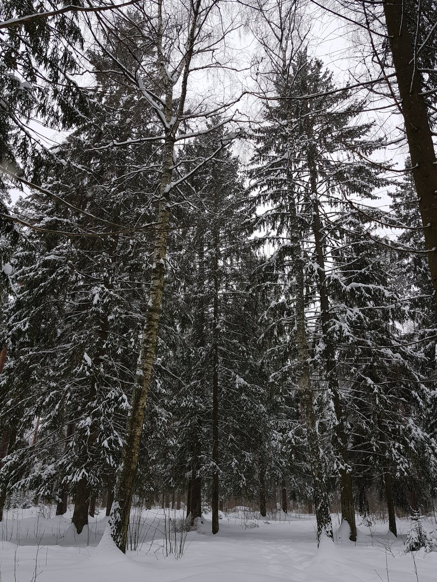 Dilyanka4's tweet photo. Good morning Everyone 😁
#fotography #foto #day #winter #snow #forest #trees #treeforest #sky #nature #clouds https://t.co/YnhC6GhCz3