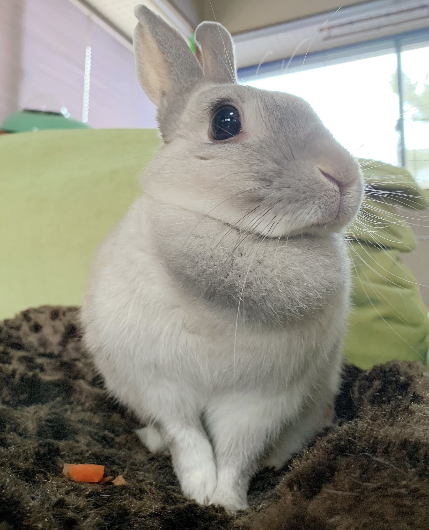 井口病院 ぽぽちゃん最近脚がおかしくて病院に行ってます 本人は至って元気 そうに見える で食欲があります 同じような症状を経験したことがあるうさぎさんいらっしゃいますか T Co Tzinlxh1bf Twitter