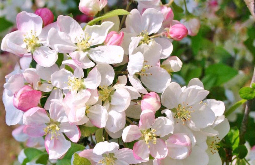 花 功徳の少ない者は自慢するが 賢者は 温和 である 渓流はたえず音をたてるが サキャ パンディタ 今日の誕生花 ハナカイドウ 花言葉 温和 4時 ﾅｴ