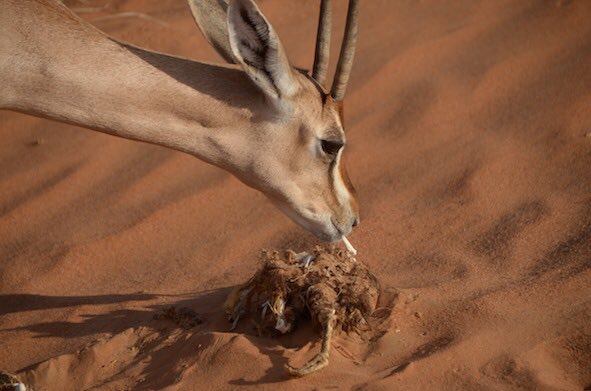 はなもも Hanamomo On Twitter ガゼルは骨や貝を食べるよ というお話 Https T Co Fwndhchzju