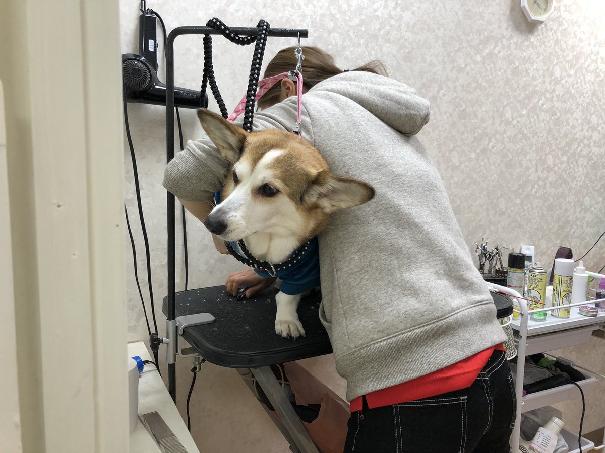 犬の爪切り 犬の爪切り