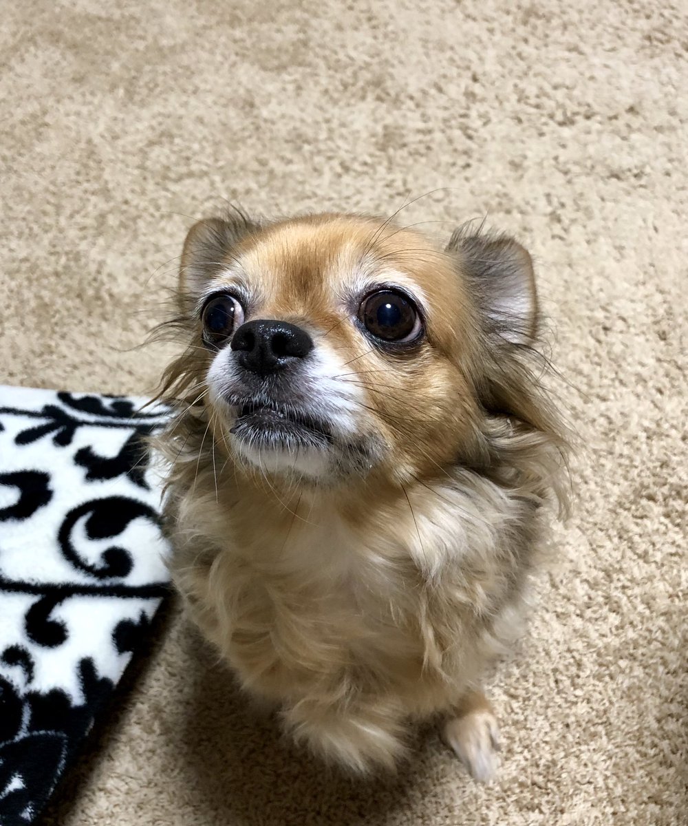 食べ物 犬 ダメ な