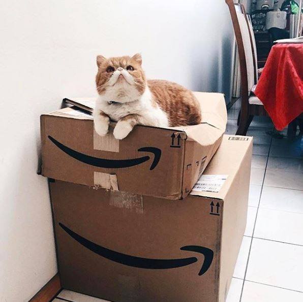 Binge on box sets and order millions of products with next day   delivery. Get <a href="/AmazonUK/">Amazon.co.uk</a> Prime student membership with your Apprentice extra card and get six months free today! bit.ly/2KflpW7