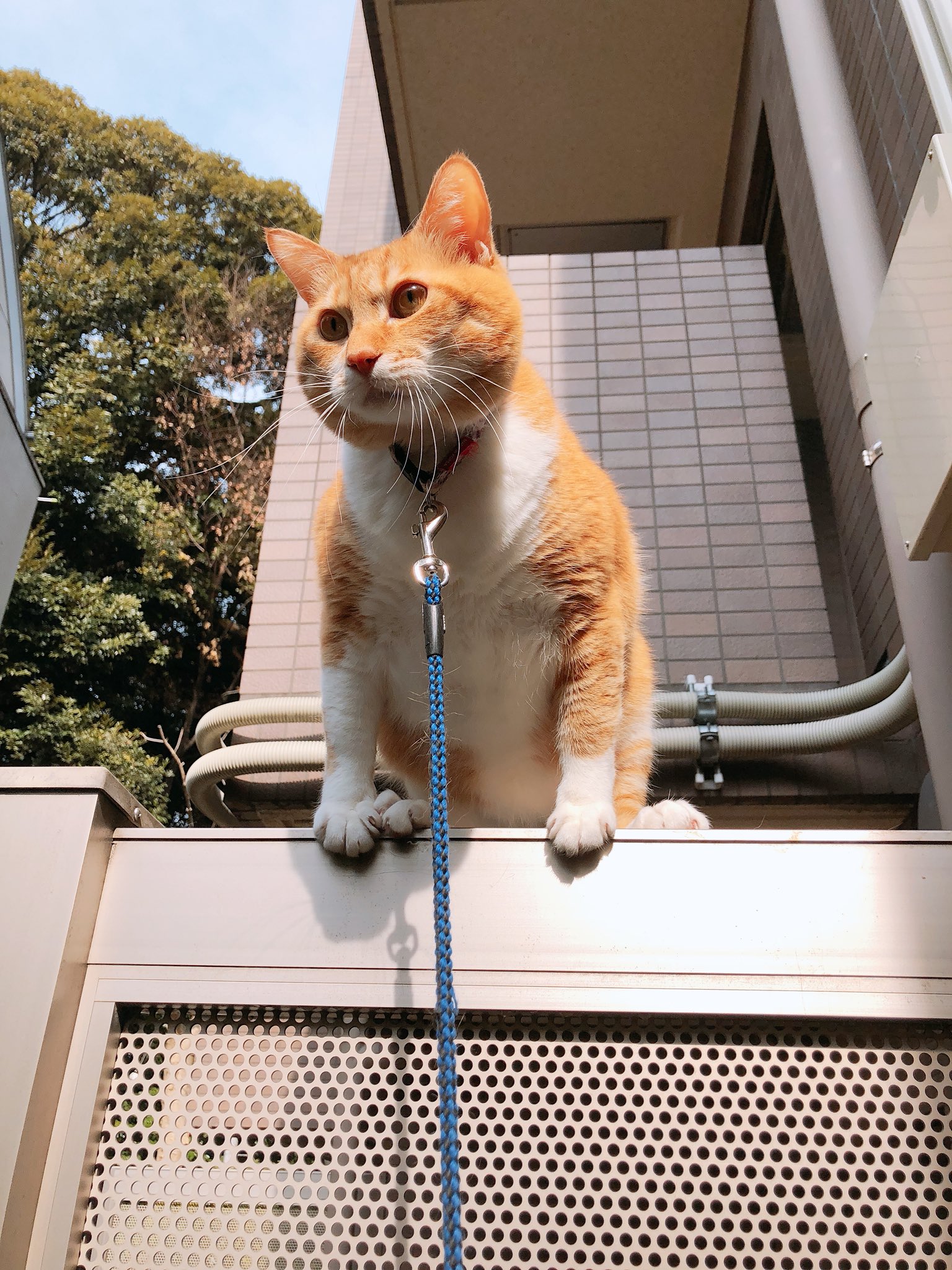 降りれない Twitter Search Twitter