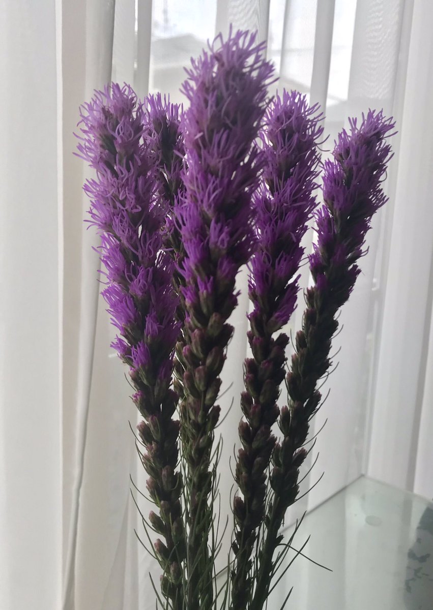 Ufu Tan I1102 Coco 冬の花 紫 ピンク 背の高い花 で調べて画像表示 今回は生け花に使われてるの発見 Twitter