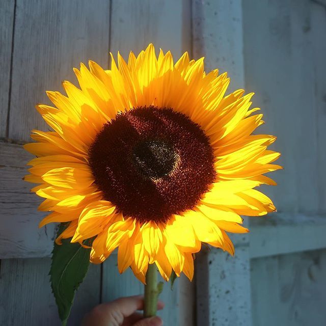 🌻 🌻⠀
⠀
Anyone else looking forward to Summer? ⠀
⠀
I know, I know, I should be 'embracing the now' but right about now I'd really appreciate some warmth &amp; colour! ⠀
⠀
So, I'm posting this to spread some...wishing everyone some sun in their life to… bit.ly/2GrWqvv