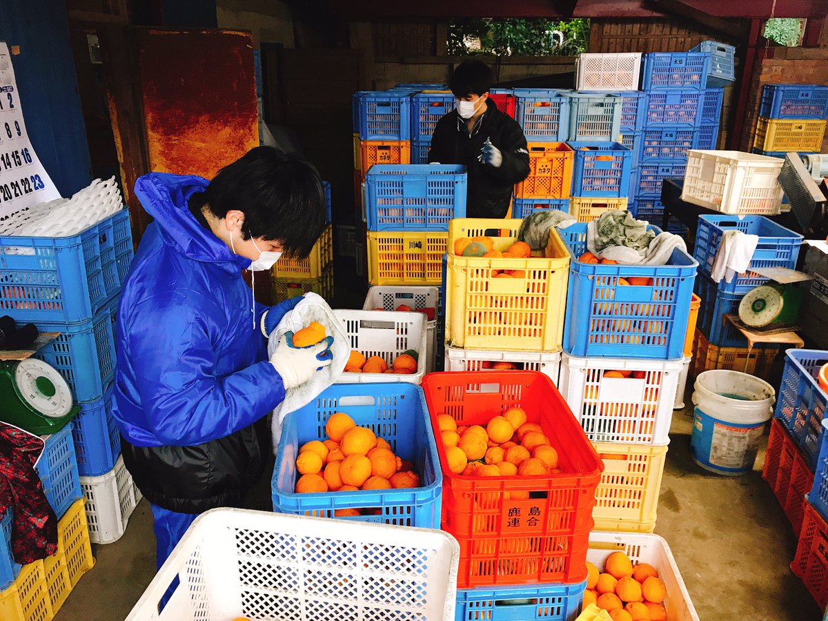 harimofarm's tweet photo. 今日は貯蔵庫で追熟した不知火の選果作業。
東大みかん愛好会からファームステイ。
新鮮な話しも出来て、心強い助っ人です。
#雨 #不知火 #選果作業 #みかん #農家 #ファームステイ #東大みかん愛好会 #太良シトラス会 #太良町 #たらみかん #太良みかん #はりも果樹園 https://t.co/BTDhdGz4It