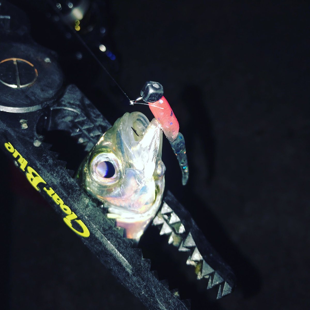 タカ Clearblue Fieldstaff Clearblue Sexy Bスーパーソフト 抜群の針持ち 実釣で15匹掛けてもまだ長持ち しかも釣れるから反則っしょ お楽しみに Clearblue セクシーbスーパーソフト ハンドメイドワーム アジングワーム T Co タカ Clearblue Fieldstaff Clearblue Sexy Bスーパーソフト 抜群の針持ち 実釣で15匹掛けてもまだ長持ち しかも釣れるから反則っしょ お楽しみに Clearblue セクシーbスーパーソフト ハンドメイドワーム アジングワーム T Co