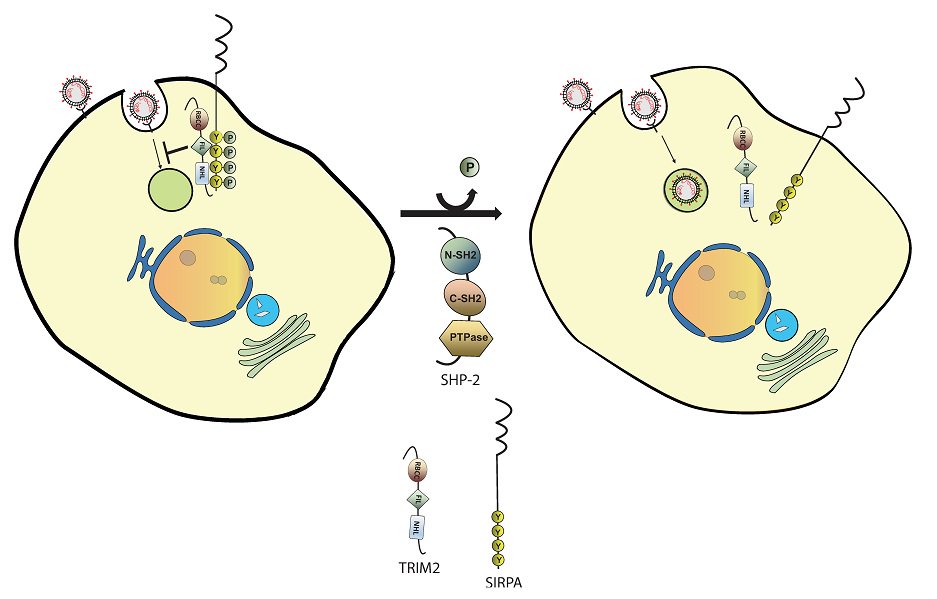 PLOSBiology's tweet photo. Blocking #arenaviruses: TRIM2, mutated in #CharcotMarieTooth Disease, blocks entry of New World arenaviruses into cells - a novel mechanism for antiviral TRIM proteins, which generally restrict viruses at other stages of infection #PLOSBiology https://t.co/PalJw7GmTW https://t.co/j92hp8xvO6