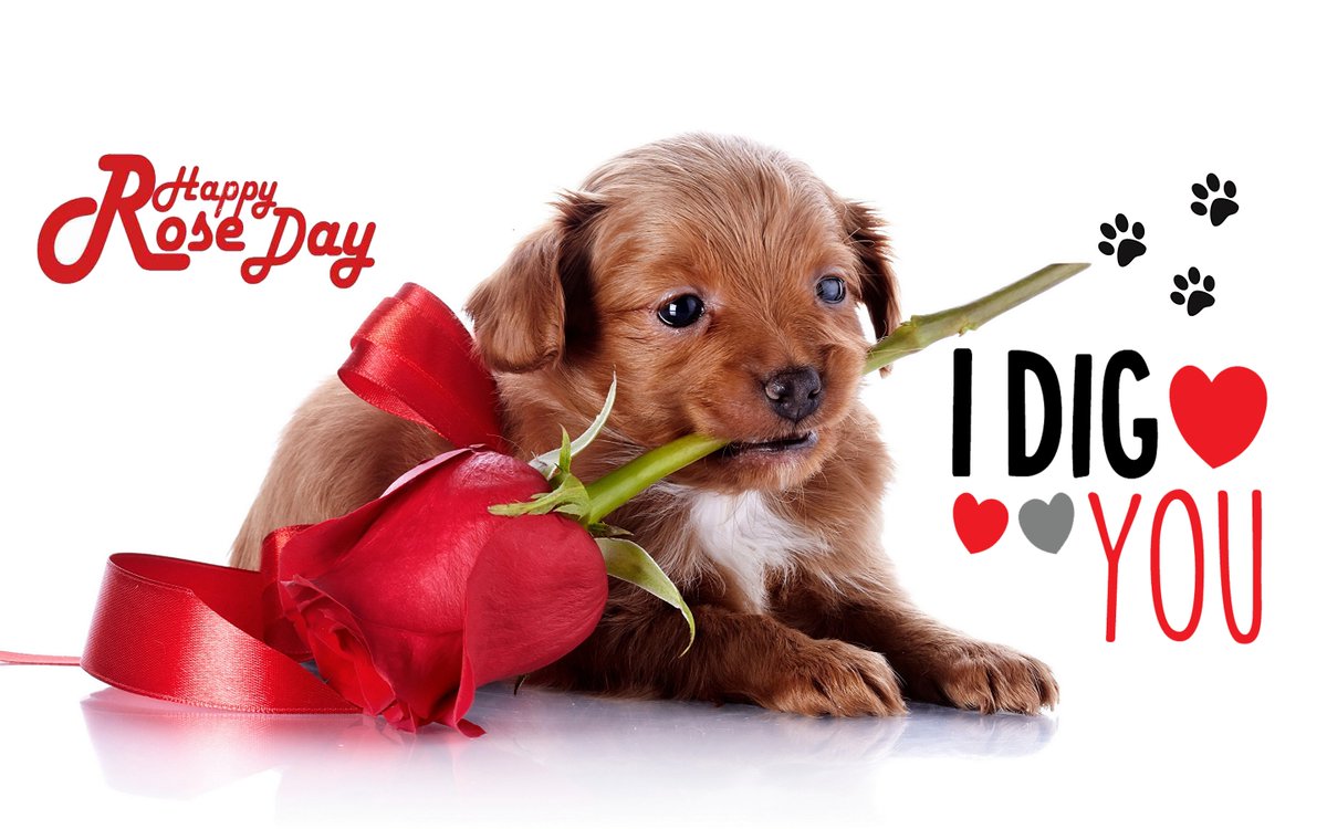Petveda's tweet photo. #RoseDay #ThursdayThoughts #ThursdayMotivation #petcare #grooming #doggrooming https://t.co/udjZykAQMy