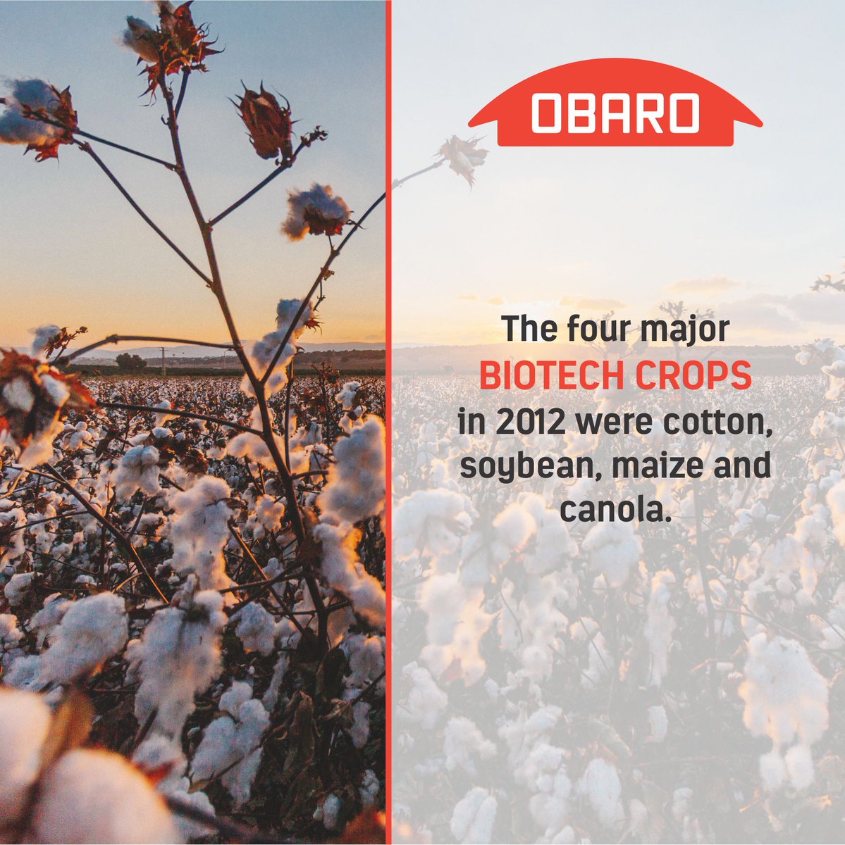 ObaroGroup's tweet image. #ThrowbackThursday #BiotechCrops