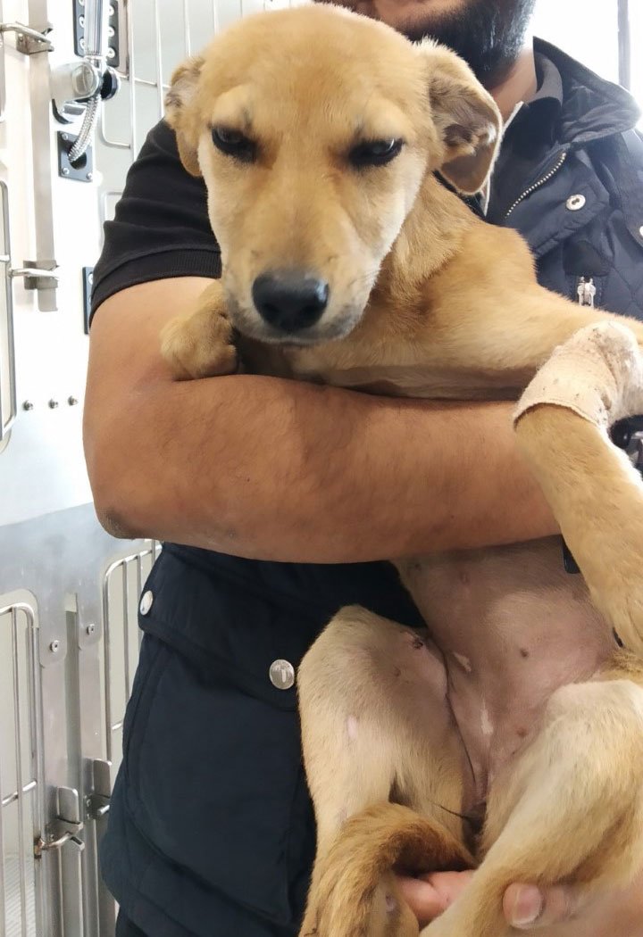 FernFly's tweet image. Arwen was thrown out of a running car at East of Kailash #Delhi by some heartless people. Both her hind legs were broken and she was unable to walk or move. After many surgeries, she is perfectly fine and ready for a loving family. 

Contact 9811586806, harry3797@gmail.com

RT!