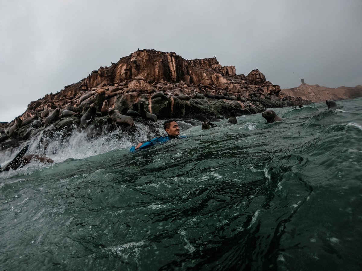 exploorpe's tweet photo. Get ready for one of the most incredible tours!!! Swimming with Sea Lions!! Yes you have heared right! So dont miss this unique opportunity! #ExploorPeru #Exploor #Southamerica #Travel #Palimino #Peru #SeaLions #Adventure https://t.co/C5gQsx5CES