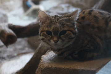 クロアシネコの値段はどれくらい 生態や見られる場所も合わせて紹介 あにまろ る